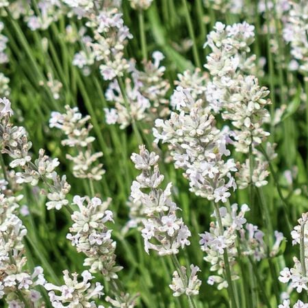 White Scent, Lavender Seeds - Packet image number null